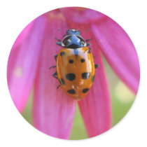 Ladybug Sticker