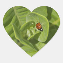 Ladybug Sticker