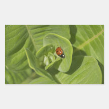 Ladybug Sticker