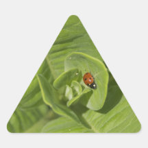 Ladybug Sticker