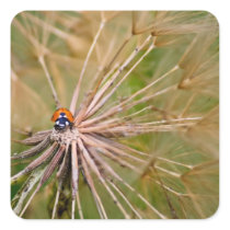 Ladybug Sticker