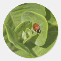 Ladybug Sticker