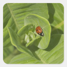 Ladybug Sticker