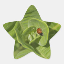 Ladybug Sticker