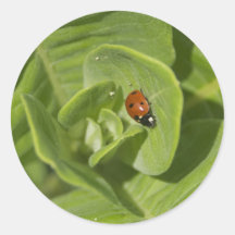 Ladybug Sticker