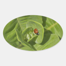 Ladybug Sticker