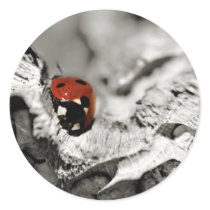 Ladybug stickers stickers