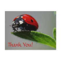 LadyBug Thank You! postcards
