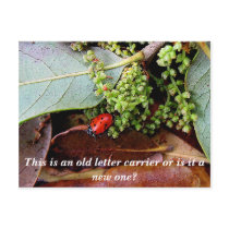 LadyBug, This is an old letter carrier or is it... postcards by PorkeyPig LadyBug, This is an old letter carrier or is it... postcards