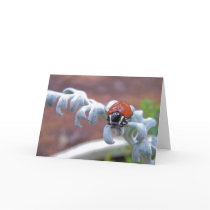 Ladybug Visit cards