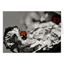 Ladybugs card cards
