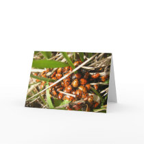 Ladybugs (Coccinellidae) cards by JeanC_PurpleDucky Ladybugs (Coccinellidae) cards