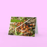 Ladybugs (Coccinellidae)