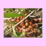 Ladybugs (Coccinellidae)