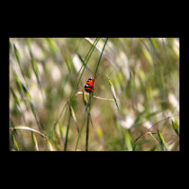 Ladybugs hugging on stem posters