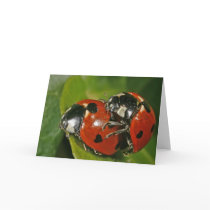 Ladybugs in Love cards