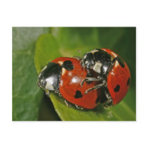 Ladybugs in Love Postcard
