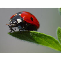 Ladybugs Insects photo sculptures