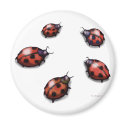 Ladybugs magnets