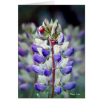 Ladybugs on Lupine - Sierra Nevada Foothills Cards