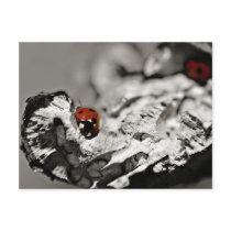 Ladybugs Postcards postcards