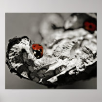 Ladybugs posters