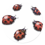 Ladybugs