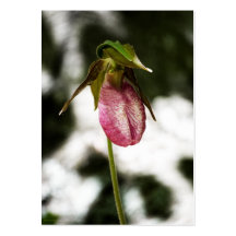 Lady's Slipper #8299 Mini Print Business Card Template