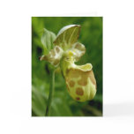 Lady's Slipper Orchid, Unalaska Island Greeting Card