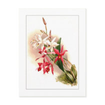 Laelia anceps stella & barkeriana postcards