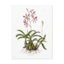 Laelia autumnalis postcards