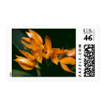 Laelia cinnabarina postage stamp