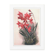 Laelia gouldiana post cards