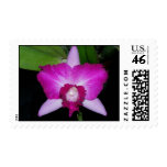Laeliocattleya orchid hybrid postage