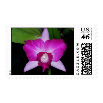 Laeliocattleya orchid hybrid postage