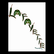 Lafayette Chili Peppers postcards