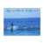 laguna, beach, california, cali, surf, surfer,