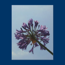 Laguna Bloom postcards by sumiko Laguna Bloom postcards