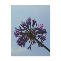 Laguna Bloom postcards