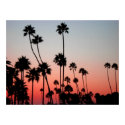 Laguna Palm Trees posters