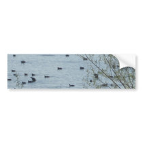 Lake Birds Bumper Sticker