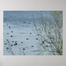 Lake Birds Poster