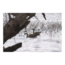 Lake Champlain Canadian Geese posters