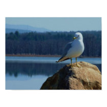 Lake Champlain Seagull posters