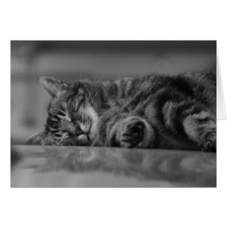 Lake Como Cat - 3 B&W card