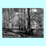 Lake Cypress in Black and White posters