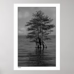 Lake Cypress Poster