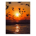 Lake Erie Sunset Post Card