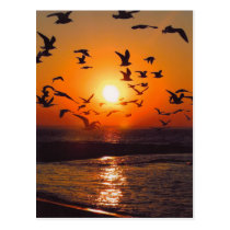 Lake Erie Sunset postcards