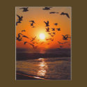 Lake Erie Sunset postcards by annaleeblysse Lake Erie Sunset postcards